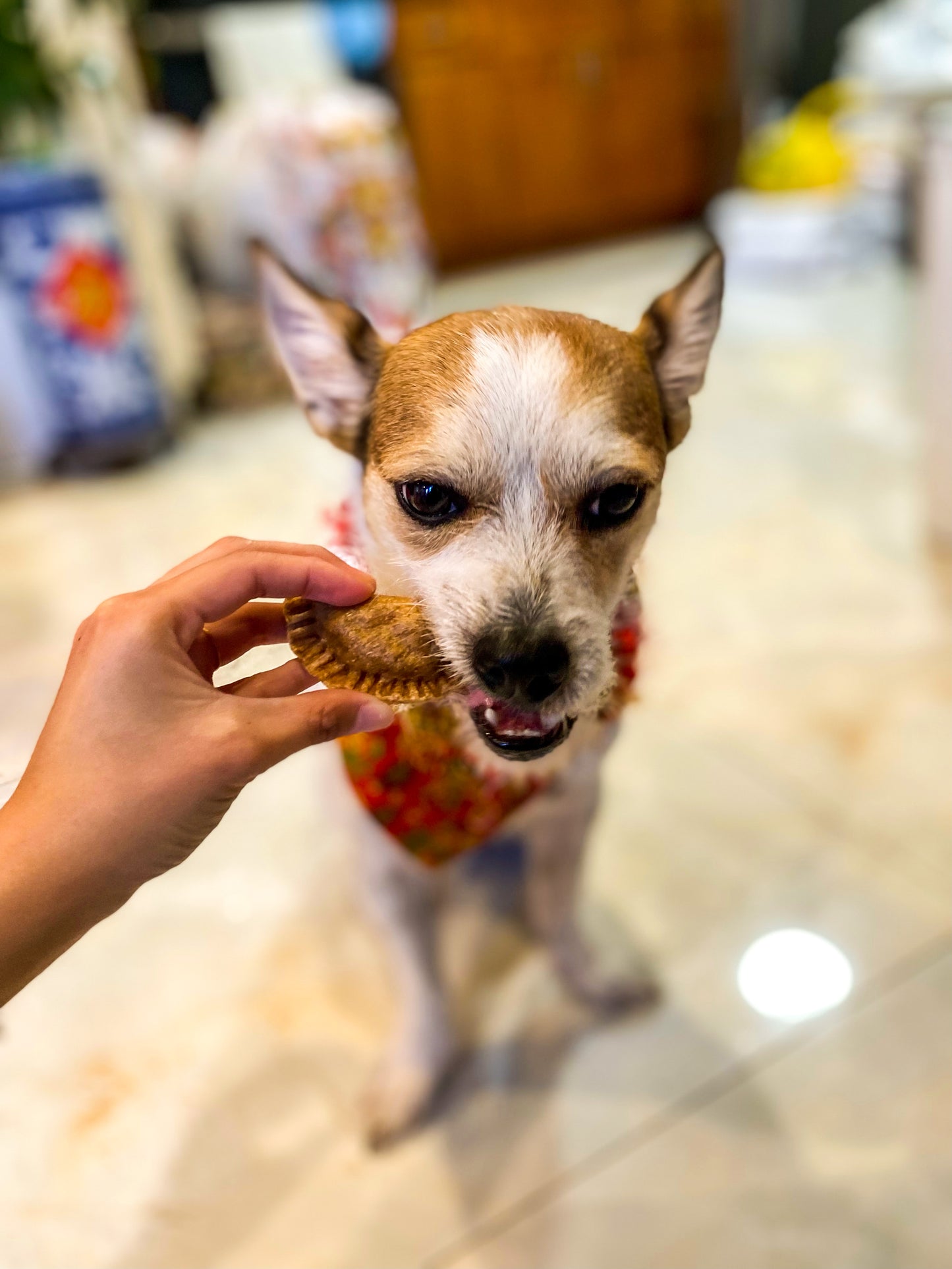 Lunar New Year Bundle