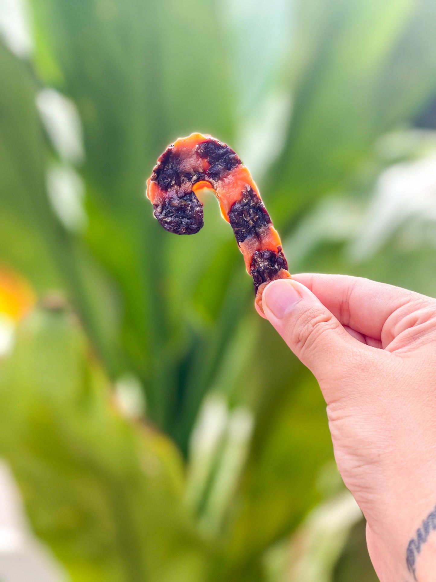 Santa Paws Christmas Stocking Stuffers (Large)