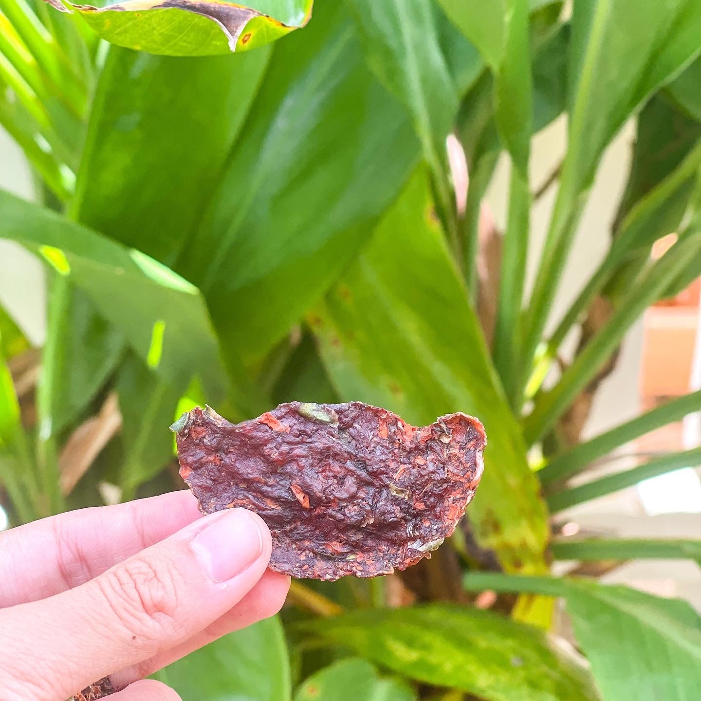 Lunar New Year Bundle